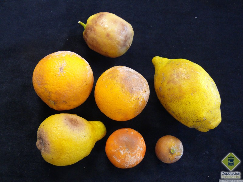 Frutos de citricos con diferente grado de ataque de Phytophthora hibernalis.jpg